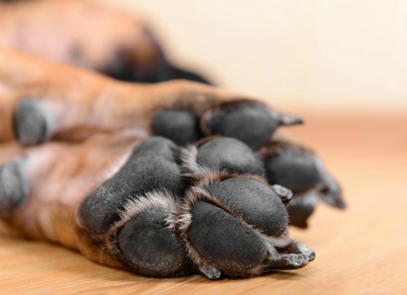 5 Hidden Risks That Could Harm Your German Shepherd–Husky Mix