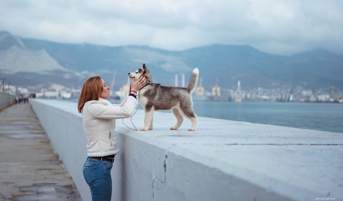 What You Need to Know About German Shepherd/Husky Mixes: 8 Key FAQs