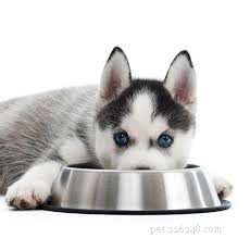 What You Need to Know About German Shepherd/Husky Mixes: 8 Key FAQs