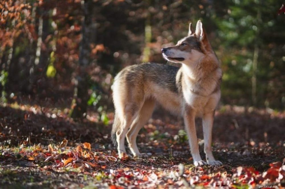 What You Need to Know About German Shepherd/Husky Mixes: 8 Key FAQs