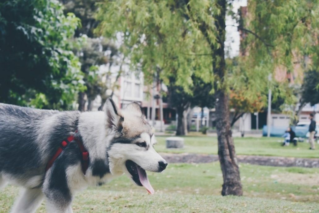 What You Need to Know About German Shepherd/Husky Mixes: 8 Key FAQs