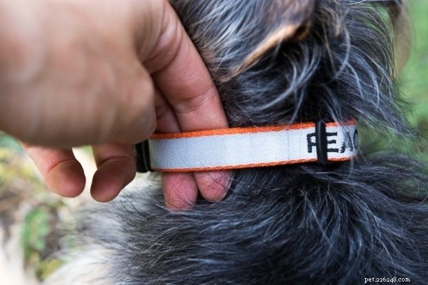 2021 Buying Guide: Must‑Hold Gear for Your German Shepherd‑Husky Mix