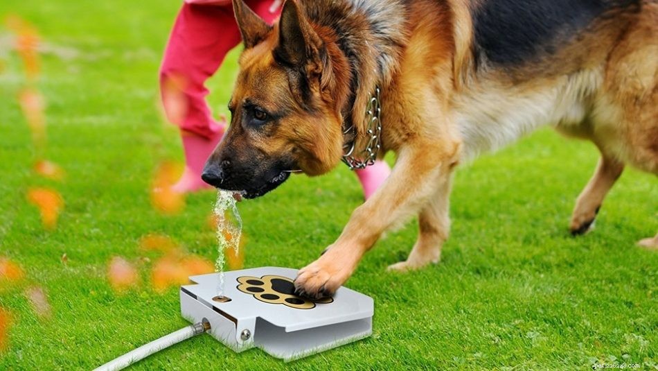 2021 Buying Guide: Must‑Hold Gear for Your German Shepherd‑Husky Mix
