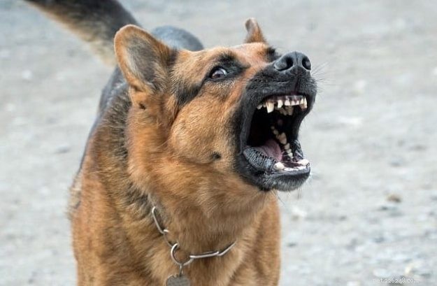 Preventing Unusual Biting in German Shepherd‑Husky Mixes: A Comprehensive Guide