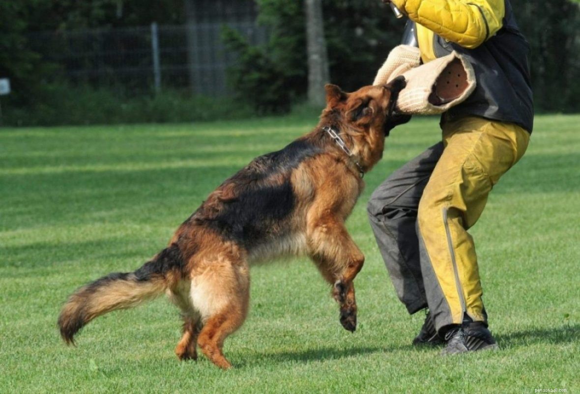 Preventing Unusual Biting in German Shepherd‑Husky Mixes: A Comprehensive Guide