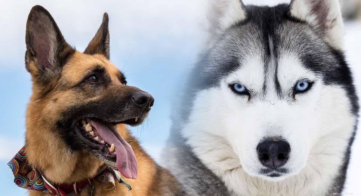 German Shepherd & Husky Mix: Comprehensive Breed Profile