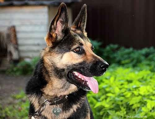 German Shepherd & Husky Mix: Comprehensive Breed Profile