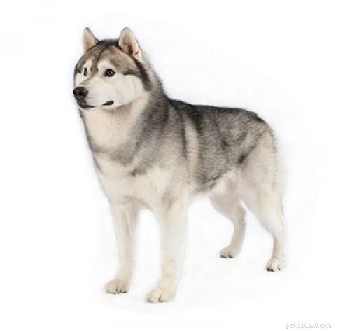 German Shepherd & Husky Mix: Comprehensive Breed Profile