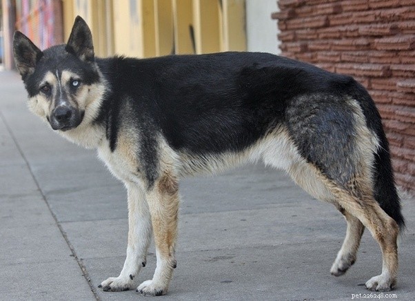 German Shepherd Husky Mix vs German Shepherd Poodle Mix: Which Dog Is Best for Your Family?