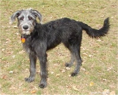 German Shepherd Husky Mix vs German Shepherd Poodle Mix: Which Dog Is Best for Your Family?