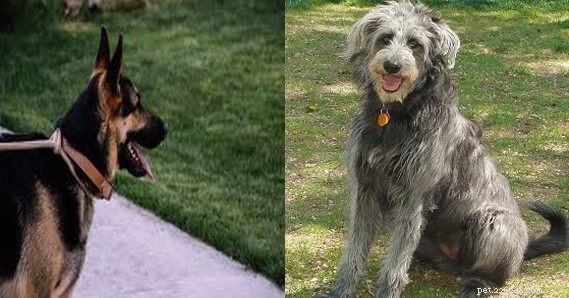 German Shepherd Husky Mix vs German Shepherd Poodle Mix: Which Dog Is Best for Your Family?