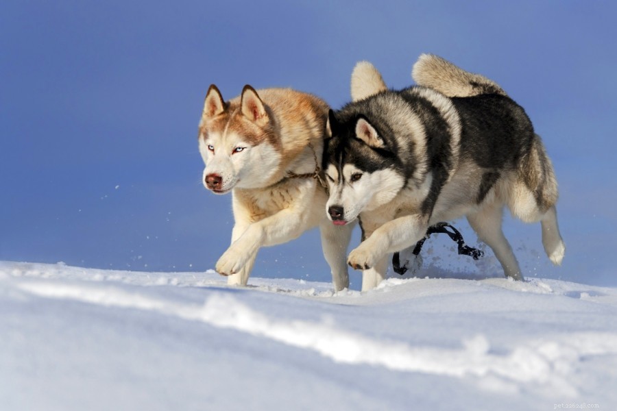 Why Kids Love the German Shepherd-Husky Mix: Loyalty, Energy & Companionship