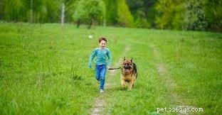 Why Kids Love the German Shepherd-Husky Mix: Loyalty, Energy & Companionship