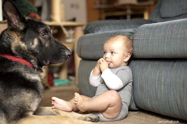 Why Kids Love the German Shepherd-Husky Mix: Loyalty, Energy & Companionship