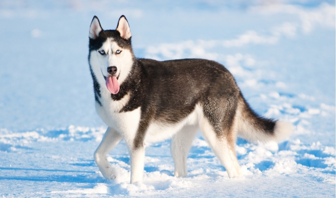 Discover the Unique Traits of Samoyed‑Husky Mixes (Samuskys)