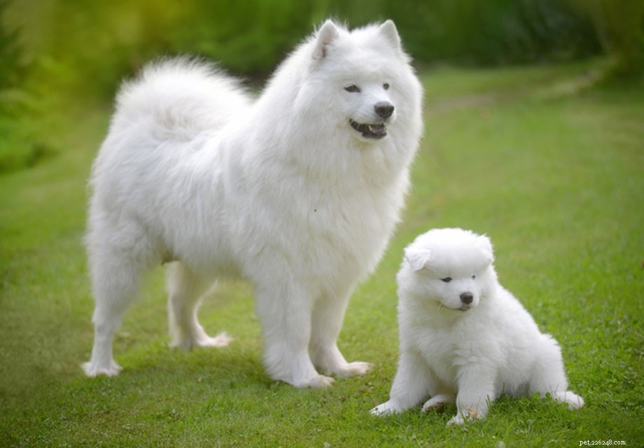 Discover the Unique Traits of Samoyed‑Husky Mixes (Samuskys)