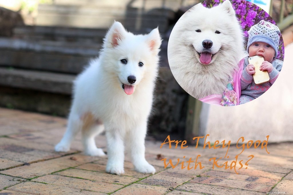Discover the Unique Traits of Samoyed‑Husky Mixes (Samuskys)