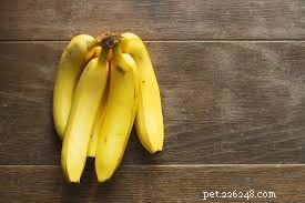 Feeding Your German Shepherd‑Husky Mix: Expert Tips for a Healthy Diet