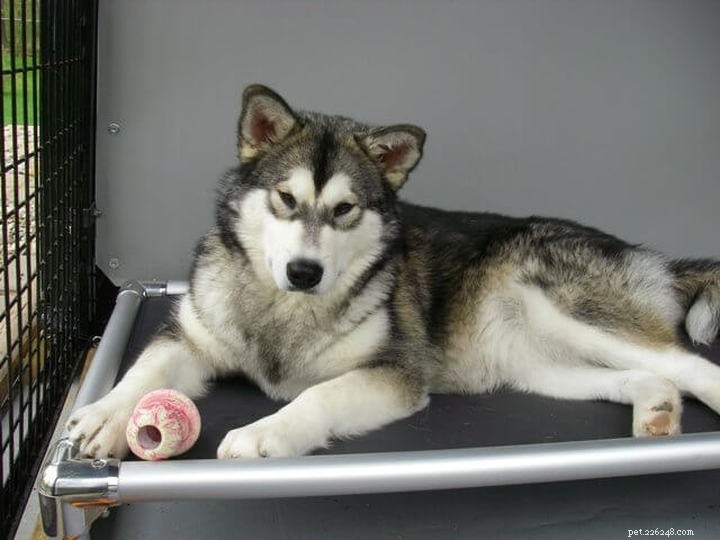 Top Dog Beds for German Shepherd‑Husky Mixes: Comfort & Durability