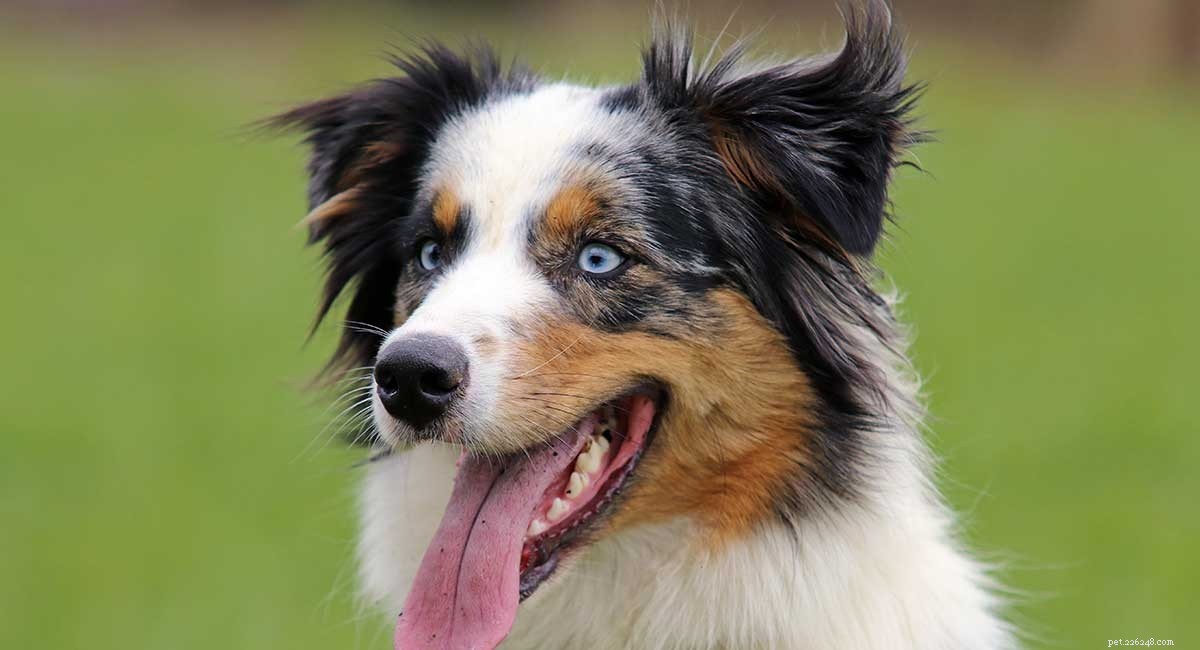 Australian Shepherd vs German Shepherd Husky Mix: Key Differences & Similarities