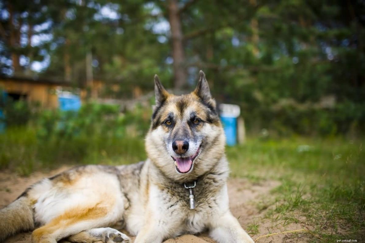 Australian Shepherd vs German Shepherd Husky Mix: Key Differences & Similarities