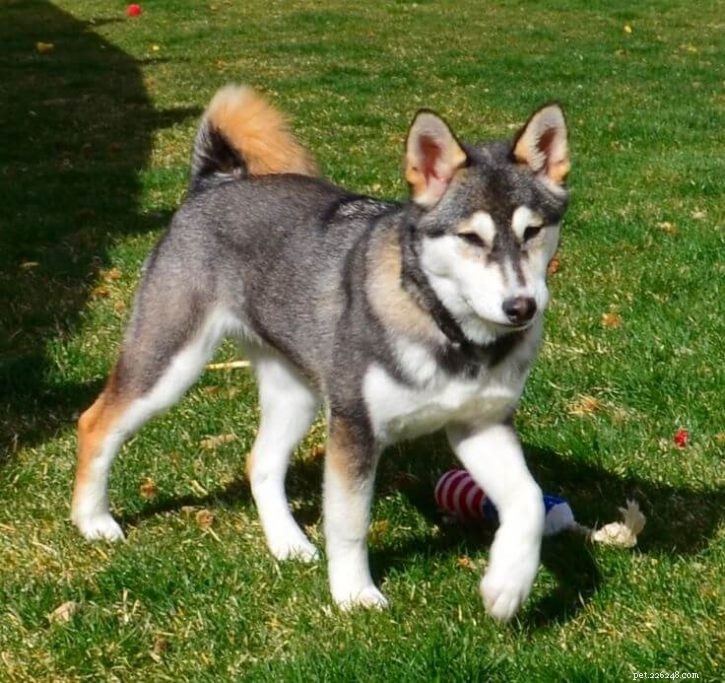 Australian Shepherd vs German Shepherd Husky Mix: Key Differences & Similarities