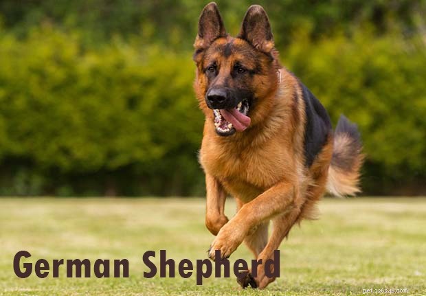 Alaskan Husky vs Alaskan Shepherd: Which Dog Is Right for Your Family?