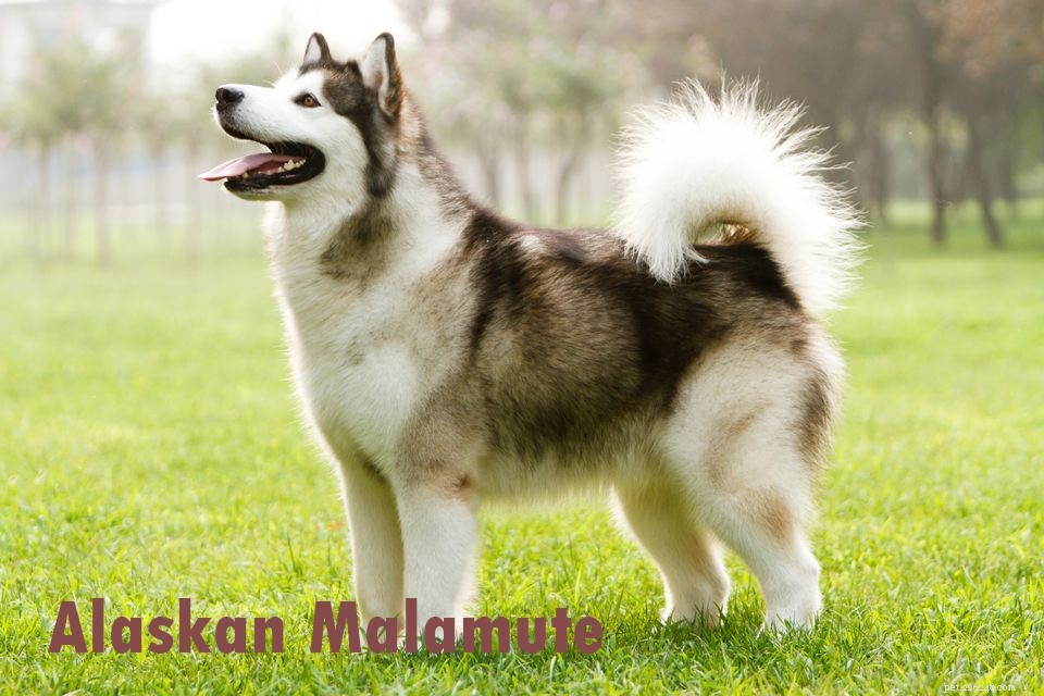 Alaskan Husky vs Alaskan Shepherd: Which Dog Is Right for Your Family?