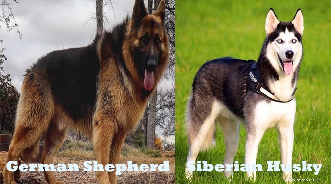 German Shepherd & Husky Mix vs. German Shepherd & Lab Mix – 6 Key Differences