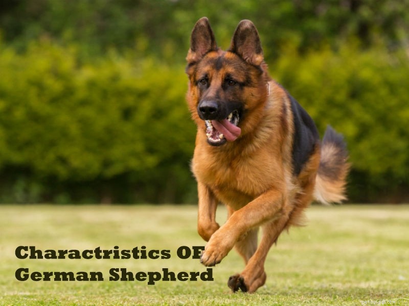 German Shepherd & Husky Mix vs. German Shepherd & Lab Mix – 6 Key Differences