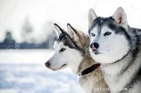 German Shepherd & Husky Mix vs. German Shepherd & Lab Mix – 6 Key Differences