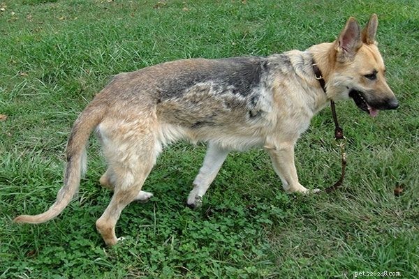 German Shepherd & Husky Mix vs. German Shepherd & Lab Mix – 6 Key Differences