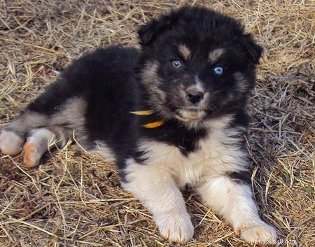 German Shepherd & Husky Mix Puppies – Care Guide & Mixed Breed Insights
