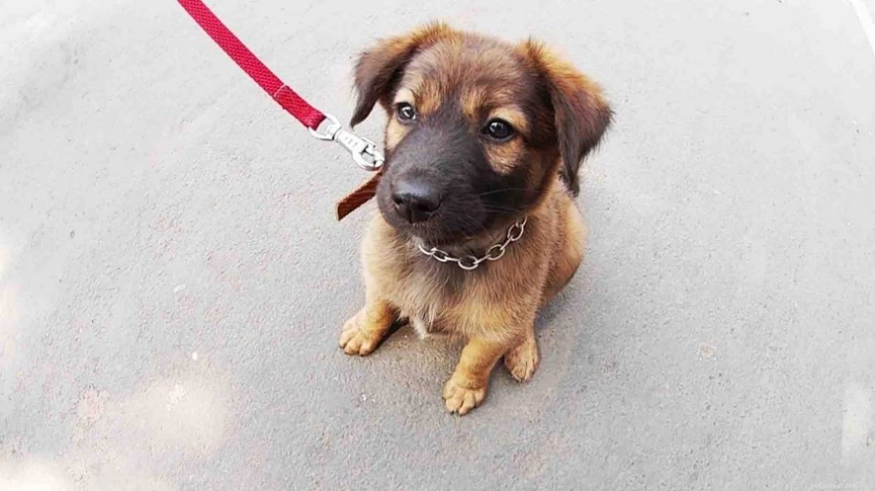 German Shepherd & Husky Mix Puppies – Care Guide & Mixed Breed Insights