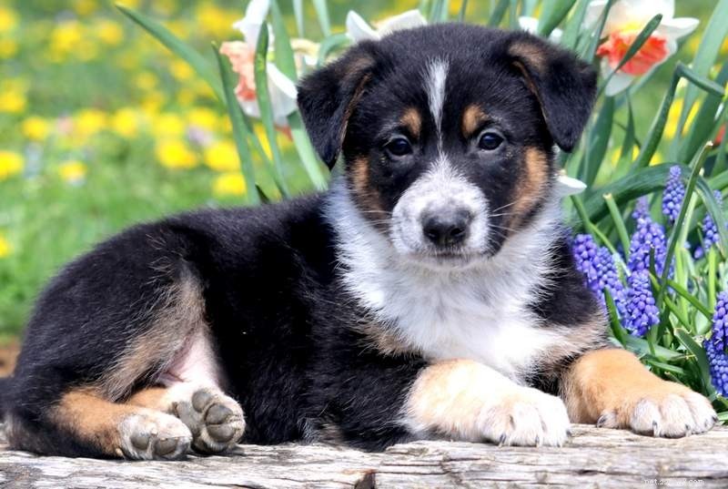 German Shepherd & Husky Mix Puppies – Care Guide & Mixed Breed Insights