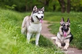 10 Essential Toilet Training Tips for Your German Shepherd-Husky Mix