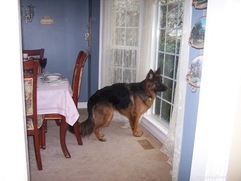 10 Essential Toilet Training Tips for Your German Shepherd-Husky Mix