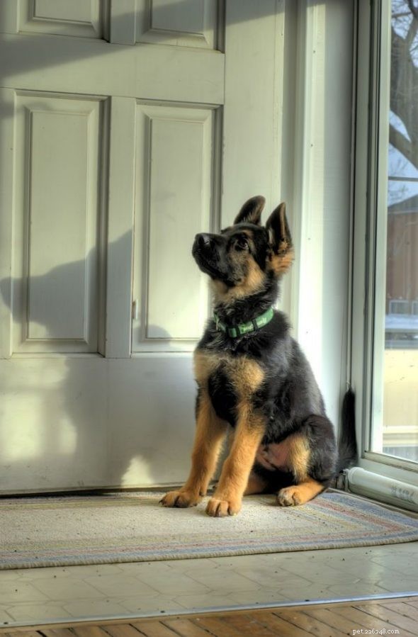 10 Essential Toilet Training Tips for Your German Shepherd-Husky Mix