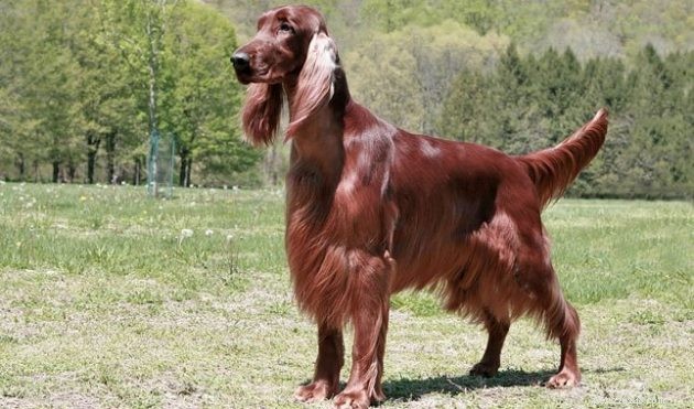 Are Large Long-Haired Dog Breeds a Good Choice? Risks & Benefits Explained