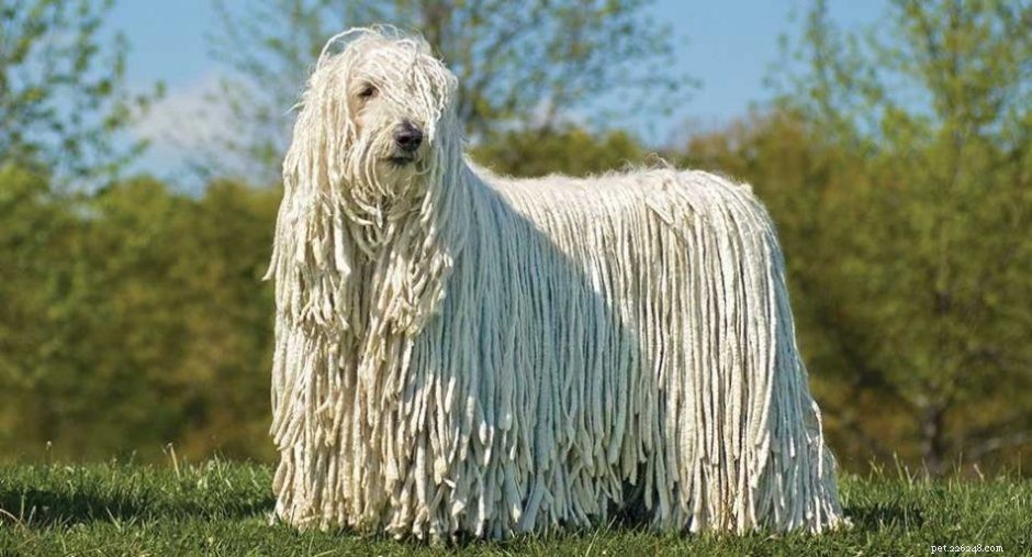 Are Large Long-Haired Dog Breeds a Good Choice? Risks & Benefits Explained