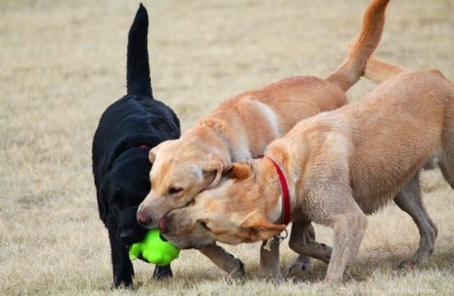 The Life‑Saving Ways Working Dogs Support You