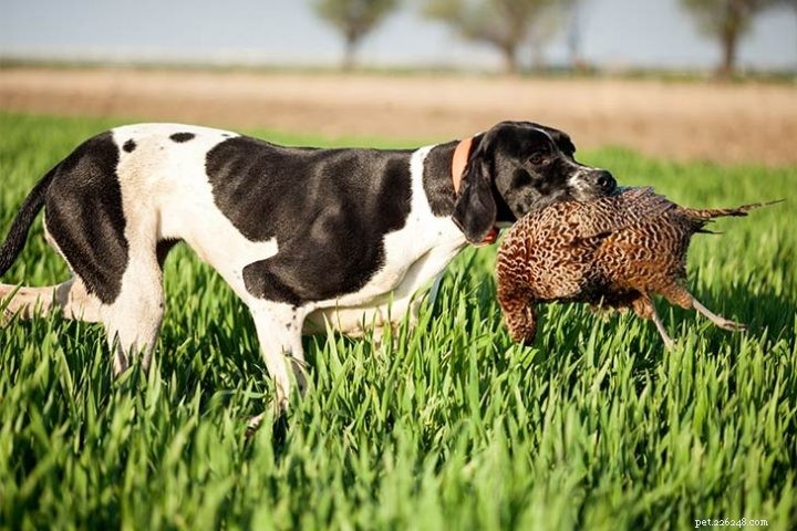 The Life‑Saving Ways Working Dogs Support You