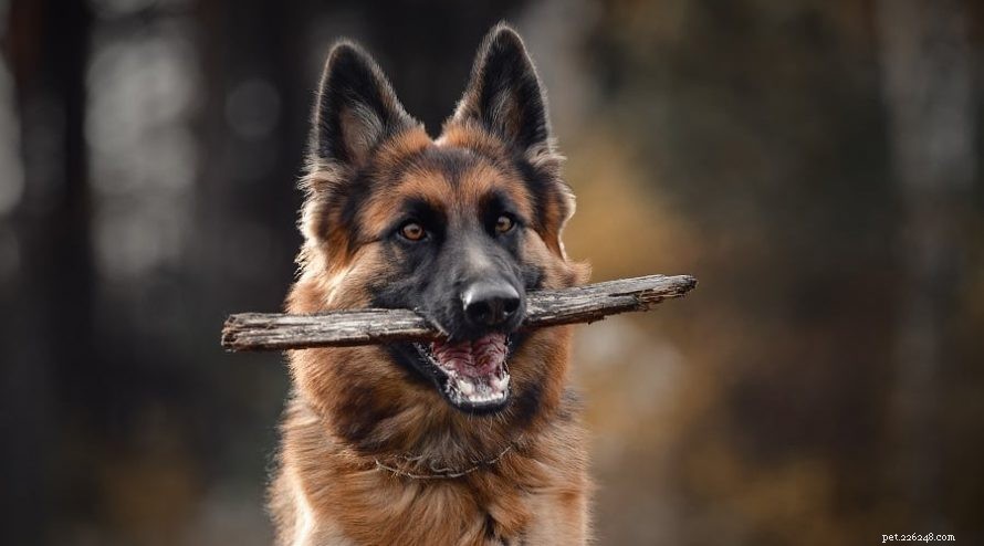 The Life‑Saving Ways Working Dogs Support You