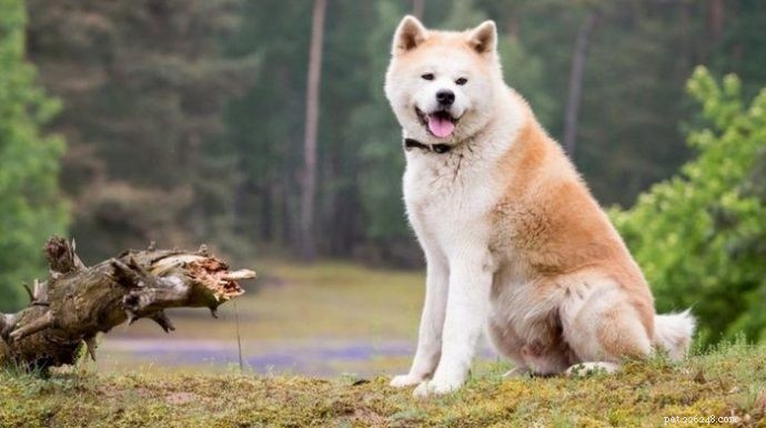 The Life‑Saving Ways Working Dogs Support You