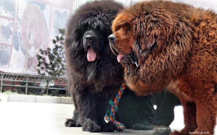 2021’s Leading Big Dog Breeds: Size, Traits & Care Guide