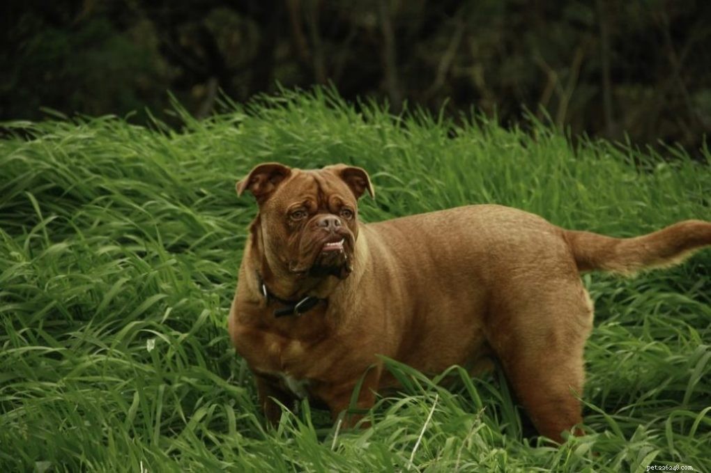 2021’s Leading Big Dog Breeds: Size, Traits & Care Guide