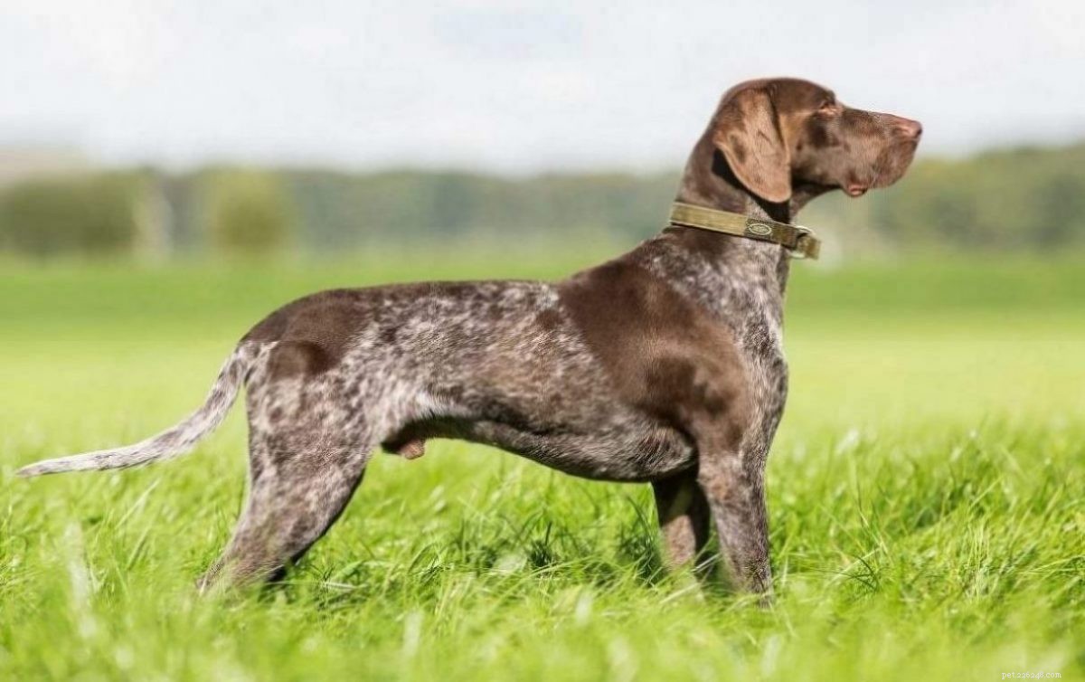 2021’s Leading Big Dog Breeds: Size, Traits & Care Guide
