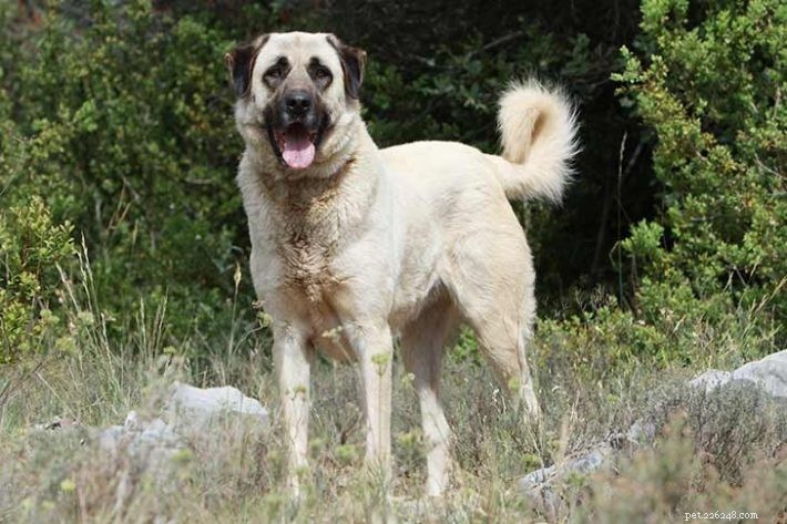 2021’s Leading Big Dog Breeds: Size, Traits & Care Guide