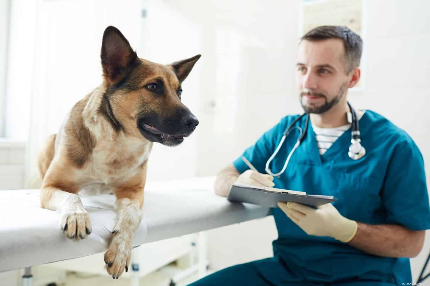Safe Pain Relief for German Shepherd‑Husky Mix Dogs: What Owners Should Know