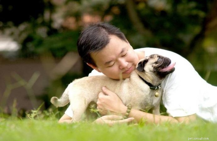Best Family Dog Breeds: Find the Perfect Pet for Your Home